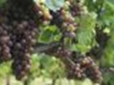 rote Trauben
