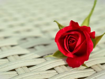 rose-812765_1280